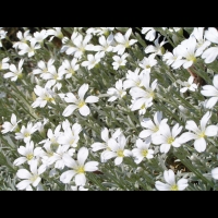 Cerastium Grandiflorum (fam. Caryophullacees) (Balkans, Caucase) (3)